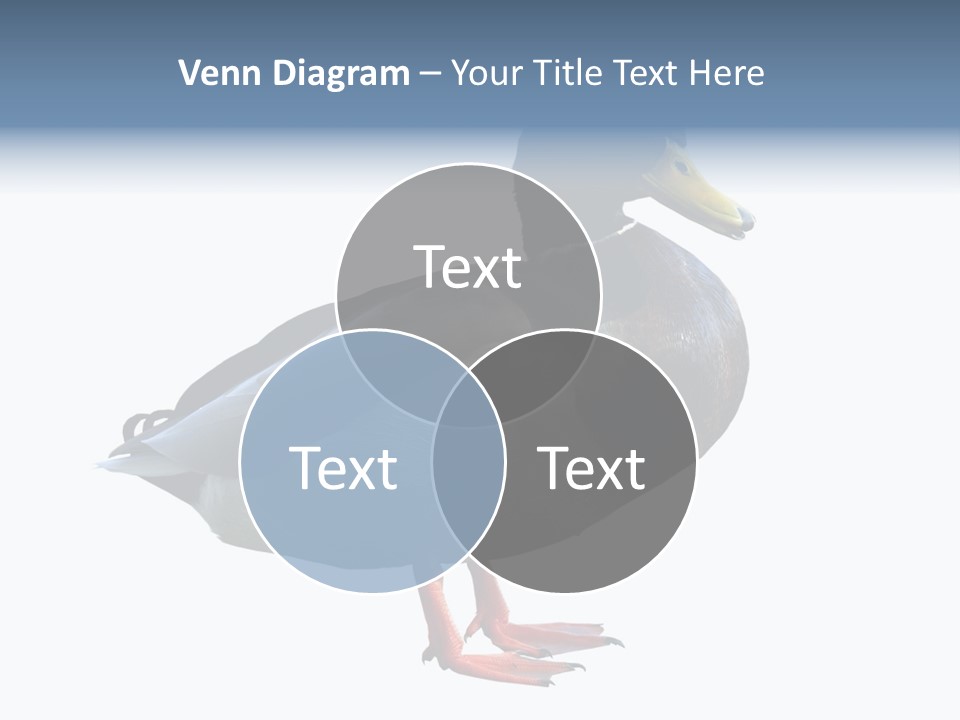 Common Duck-Isolated PowerPoint Template