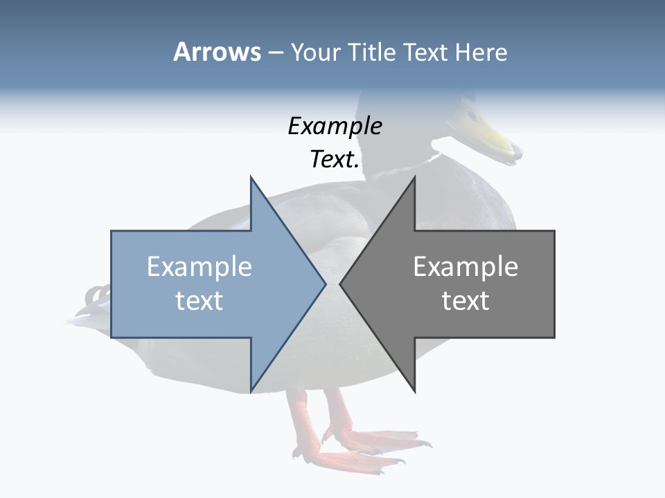 Common Duck-Isolated PowerPoint Template