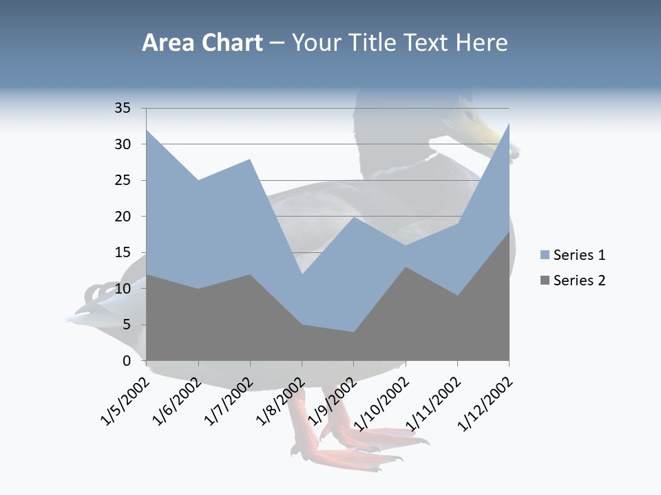 Common Duck-Isolated PowerPoint Template