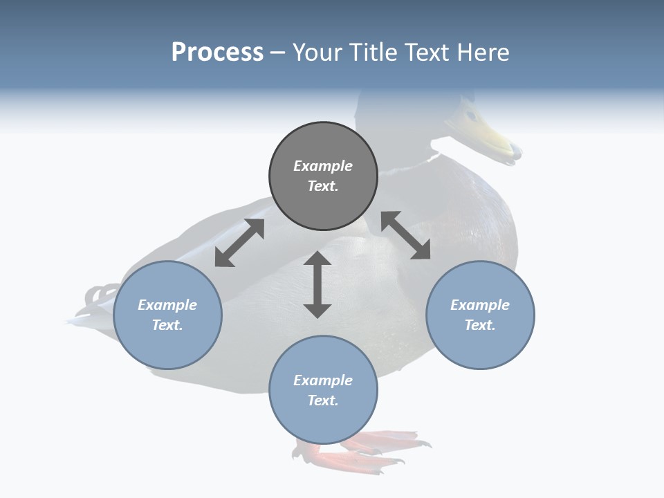 Common Duck-Isolated PowerPoint Template