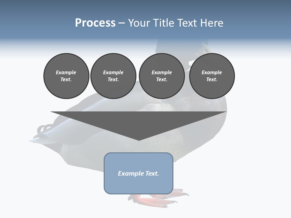 Common Duck-Isolated PowerPoint Template