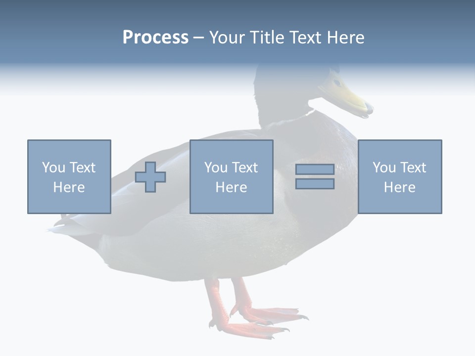 Common Duck-Isolated PowerPoint Template