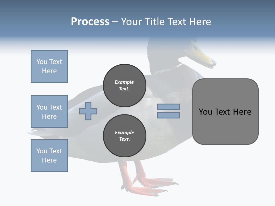 Common Duck-Isolated PowerPoint Template