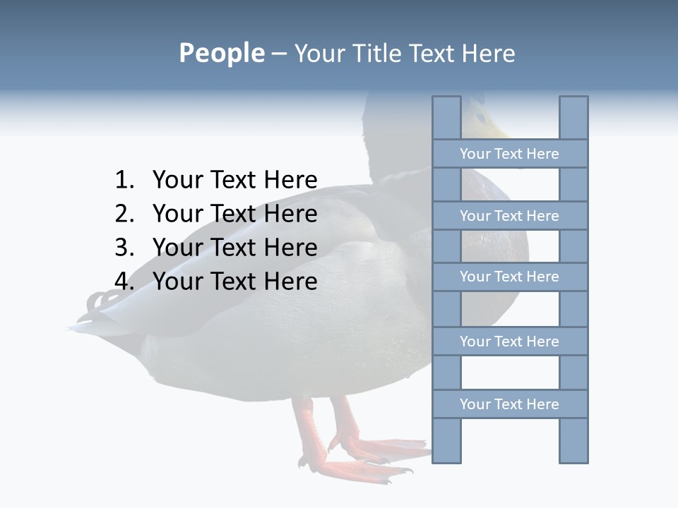 Common Duck-Isolated PowerPoint Template