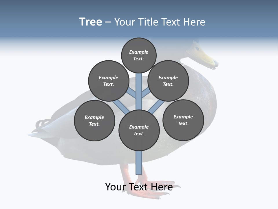 Common Duck-Isolated PowerPoint Template