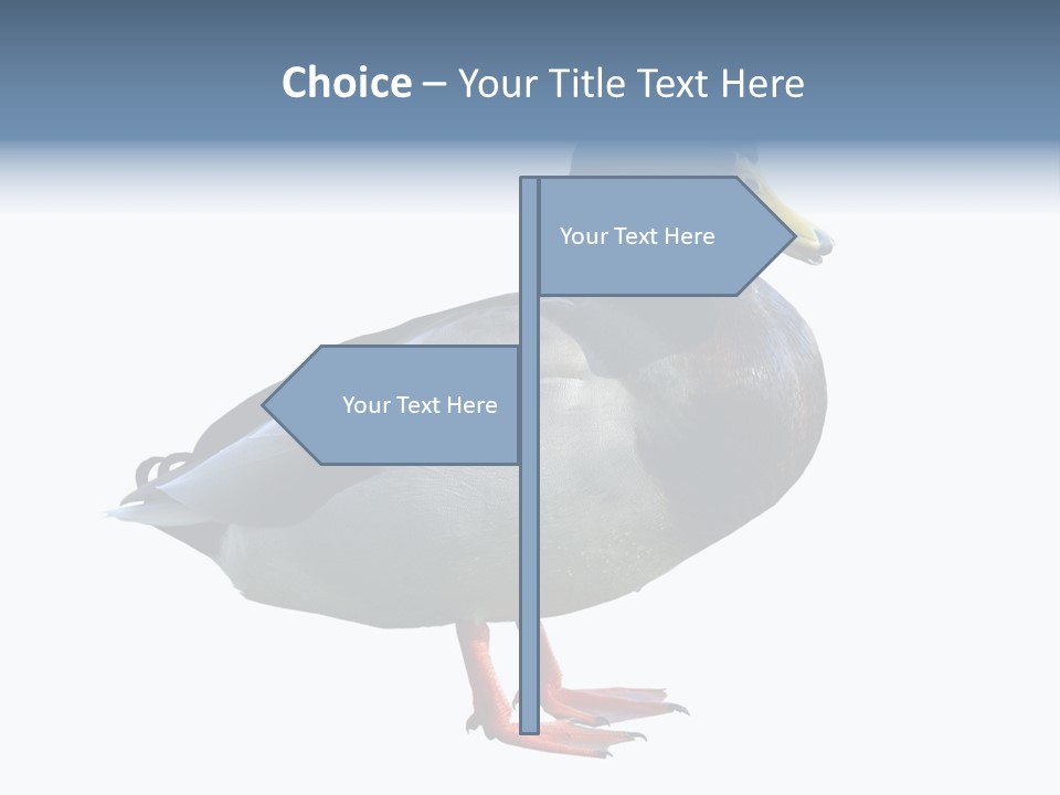 Common Duck-Isolated PowerPoint Template