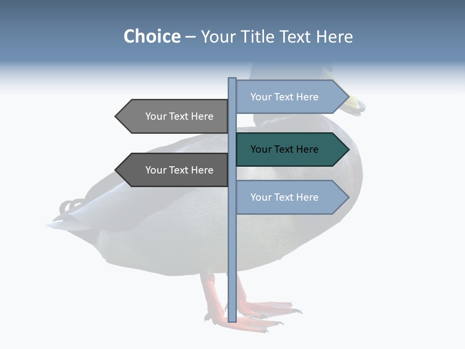 Common Duck-Isolated PowerPoint Template