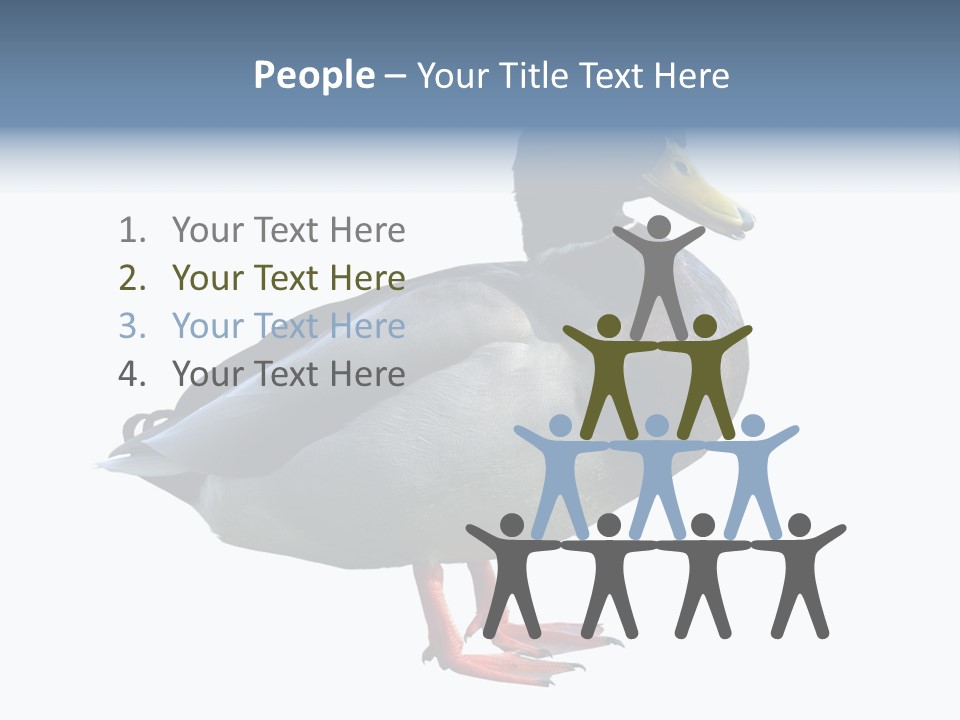Common Duck-Isolated PowerPoint Template