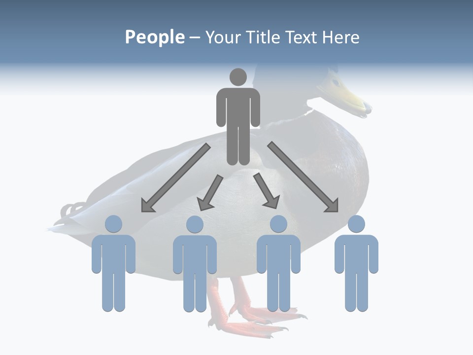 Common Duck-Isolated PowerPoint Template