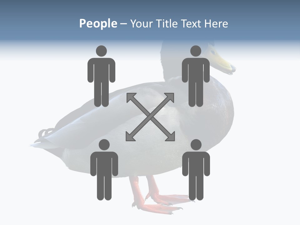 Common Duck-Isolated PowerPoint Template
