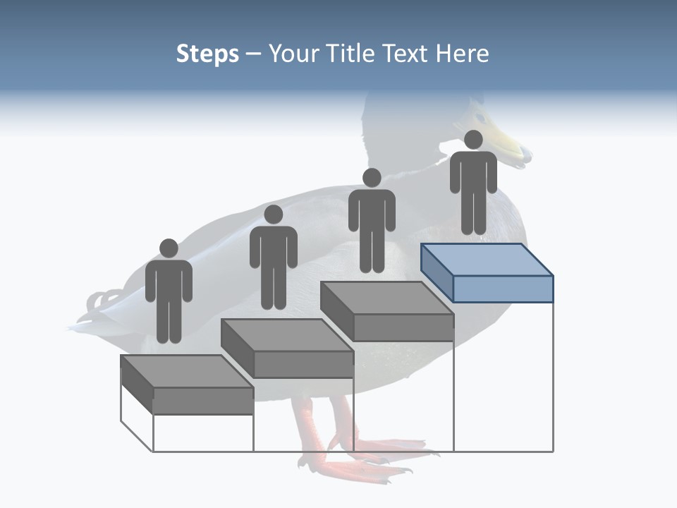 Common Duck-Isolated PowerPoint Template