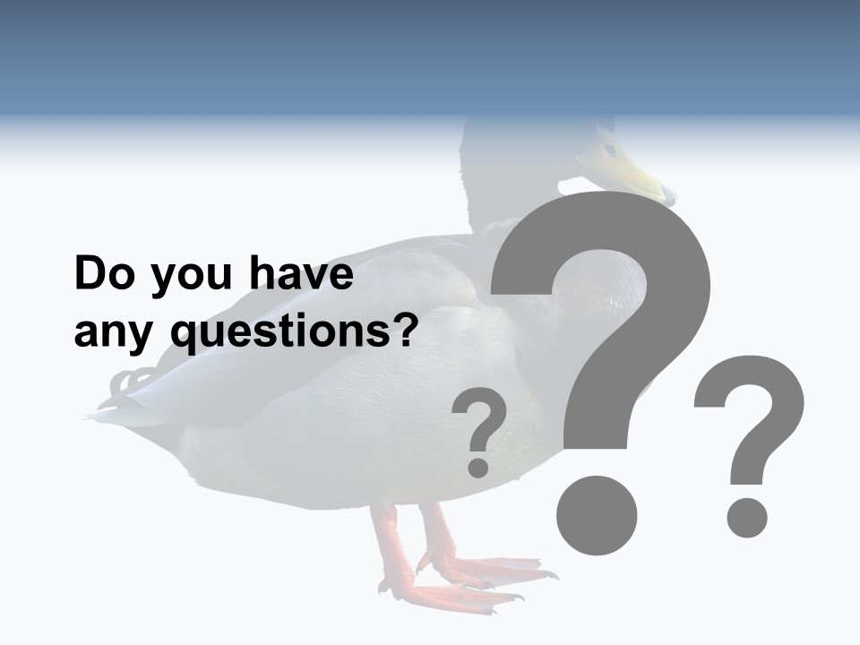 Common Duck-Isolated PowerPoint Template