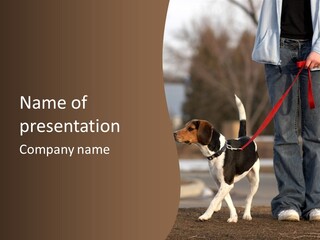 A Person Walking A Dog On A Leash PowerPoint Template