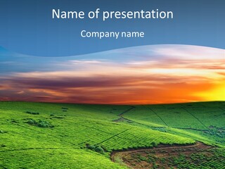 Tea Plantation In Uganda PowerPoint Template