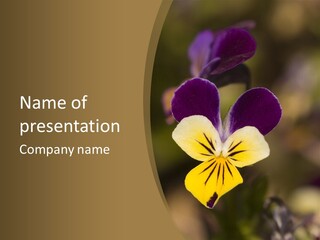 Viola Cornuta PowerPoint Template