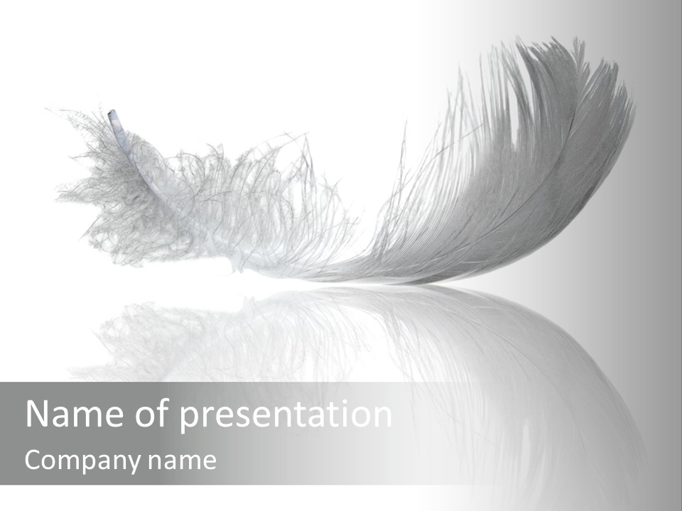 White Swan Feather Isolated On White Background PowerPoint Template