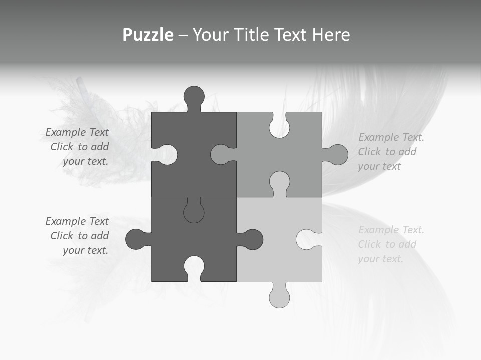 White Swan Feather Isolated On White Background PowerPoint Template