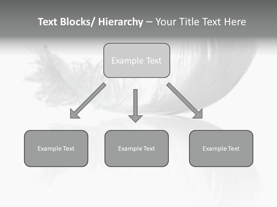 White Swan Feather Isolated On White Background PowerPoint Template