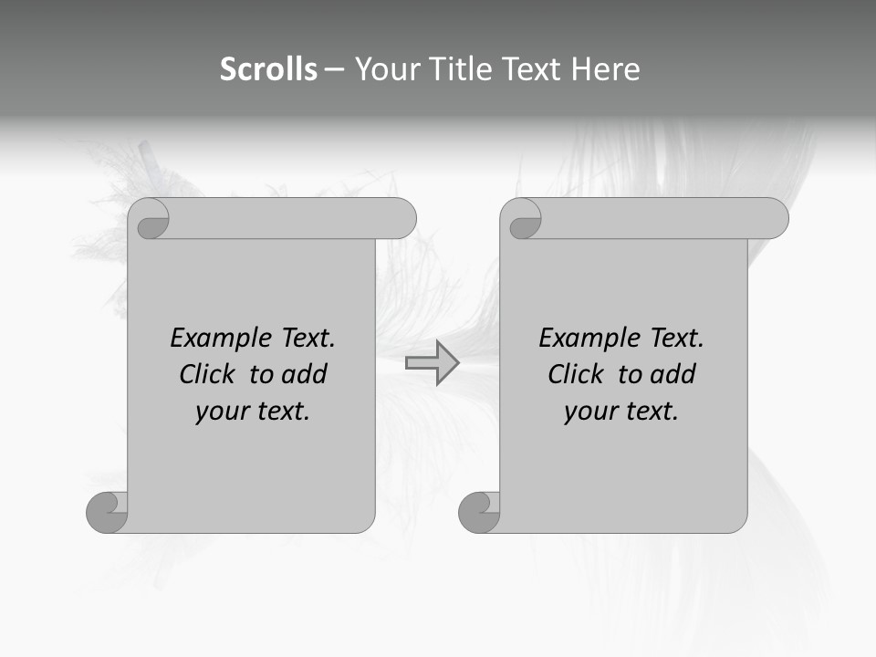 White Swan Feather Isolated On White Background PowerPoint Template