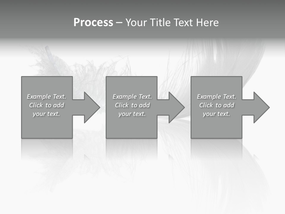 White Swan Feather Isolated On White Background PowerPoint Template