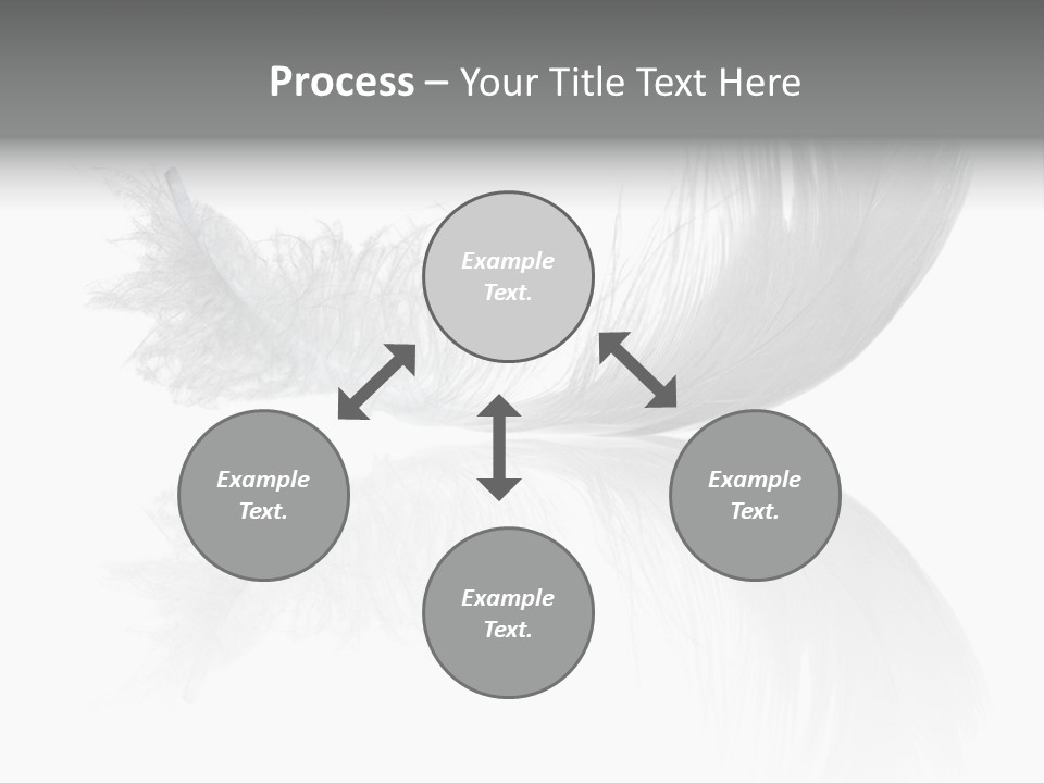 White Swan Feather Isolated On White Background PowerPoint Template