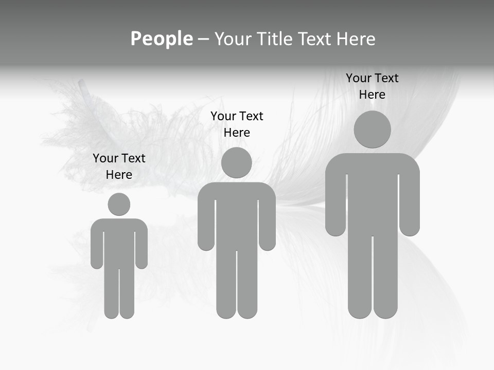 White Swan Feather Isolated On White Background PowerPoint Template