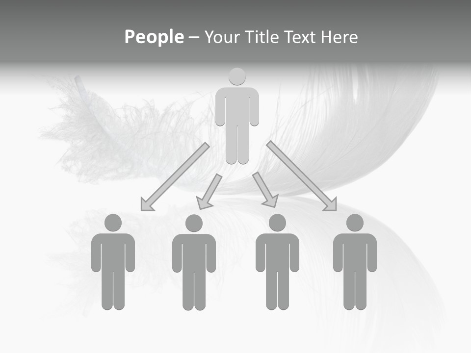 White Swan Feather Isolated On White Background PowerPoint Template