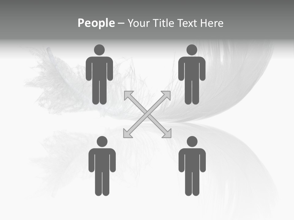 White Swan Feather Isolated On White Background PowerPoint Template