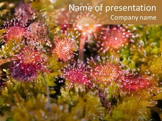 Sundew (Drosera Rotundifolia) Close-Up In Sunny Summer Day PowerPoint Template