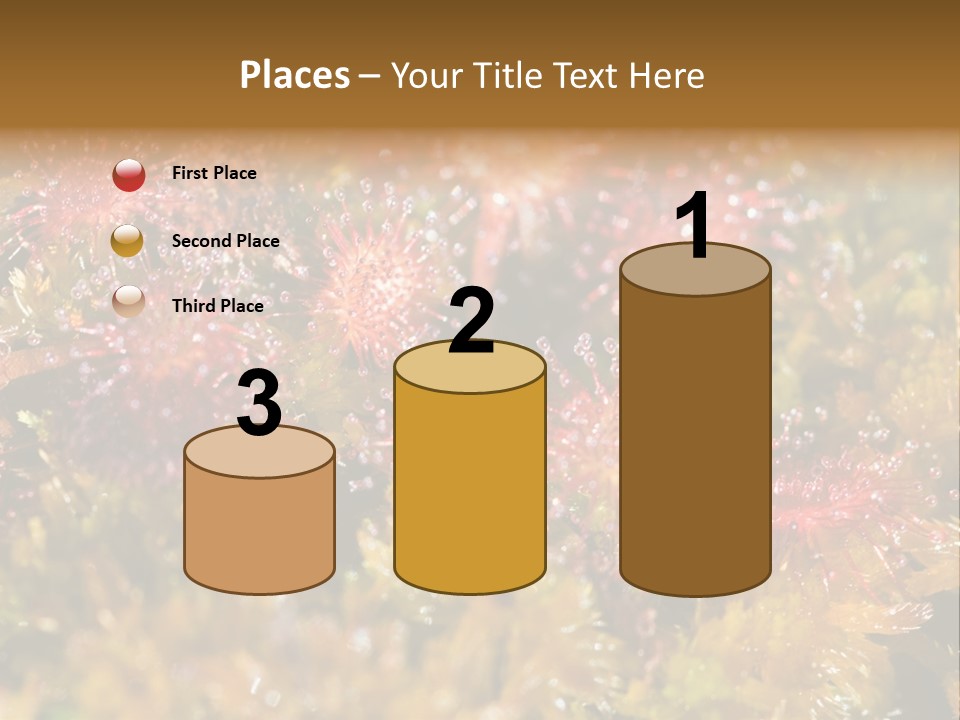 Sundew (Drosera Rotundifolia) Close-Up In Sunny Summer Day PowerPoint Template