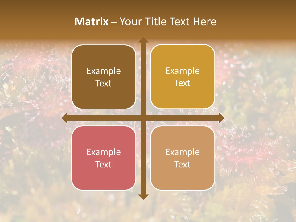 Sundew (Drosera Rotundifolia) Close-Up In Sunny Summer Day PowerPoint Template
