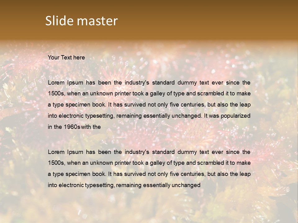 Sundew (Drosera Rotundifolia) Close-Up In Sunny Summer Day PowerPoint Template