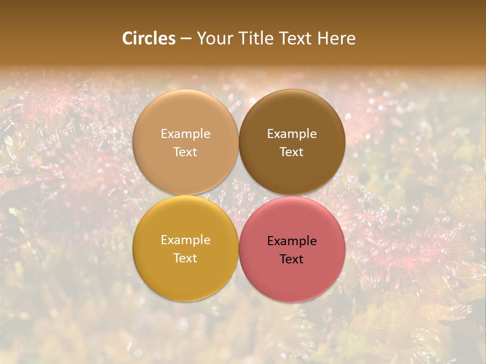 Sundew (Drosera Rotundifolia) Close-Up In Sunny Summer Day PowerPoint Template