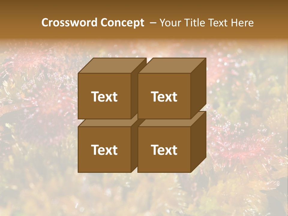 Sundew (Drosera Rotundifolia) Close-Up In Sunny Summer Day PowerPoint Template