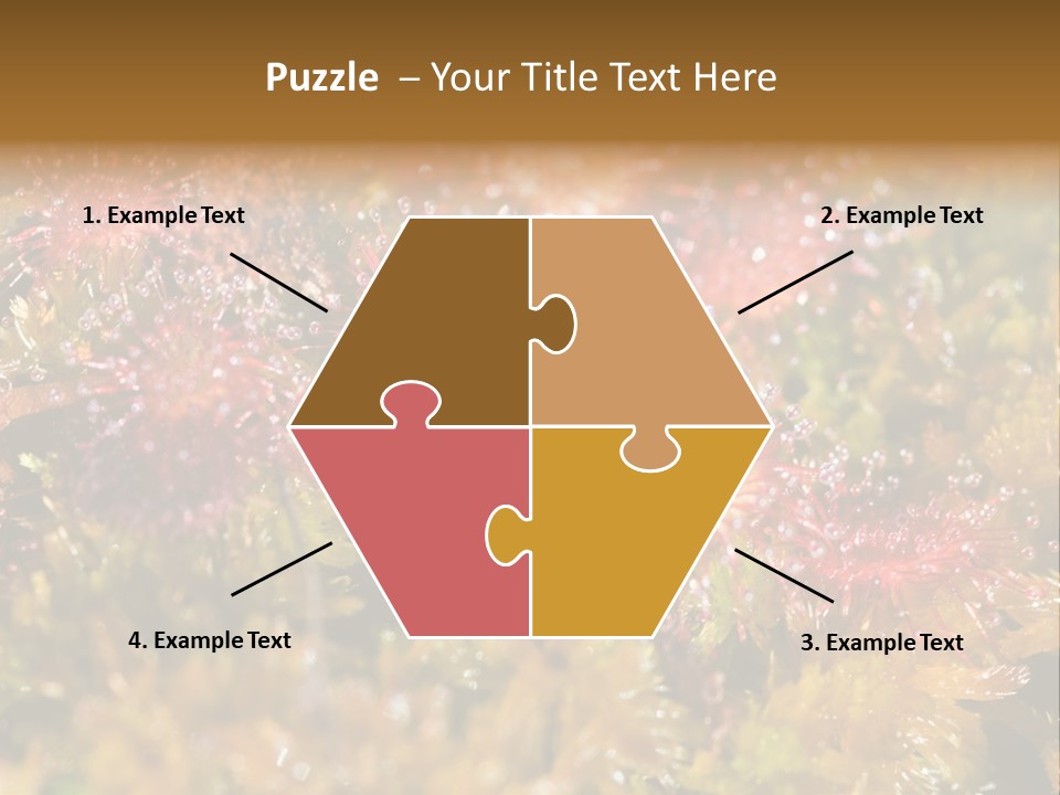 Sundew (Drosera Rotundifolia) Close-Up In Sunny Summer Day PowerPoint Template