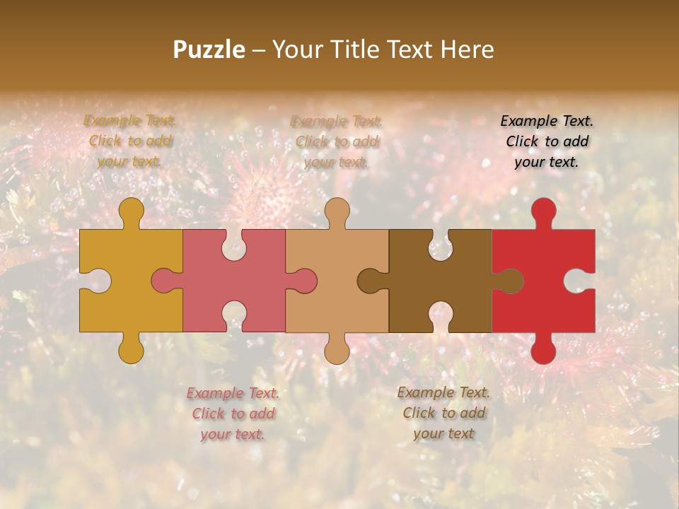 Sundew (Drosera Rotundifolia) Close-Up In Sunny Summer Day PowerPoint Template