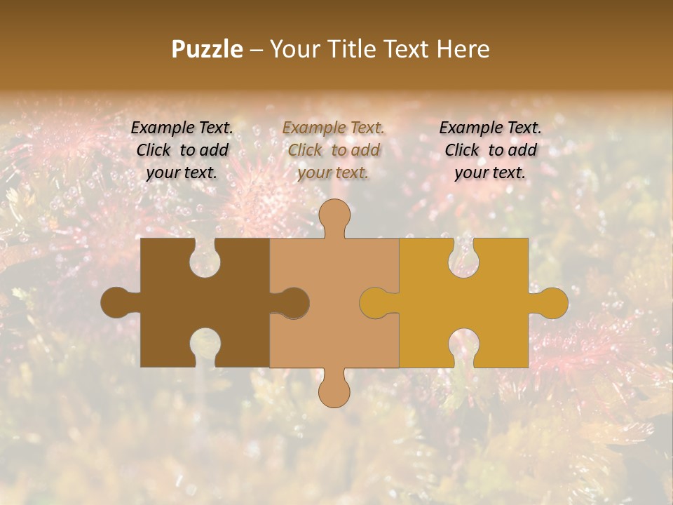 Sundew (Drosera Rotundifolia) Close-Up In Sunny Summer Day PowerPoint Template