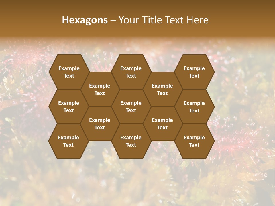 Sundew (Drosera Rotundifolia) Close-Up In Sunny Summer Day PowerPoint Template