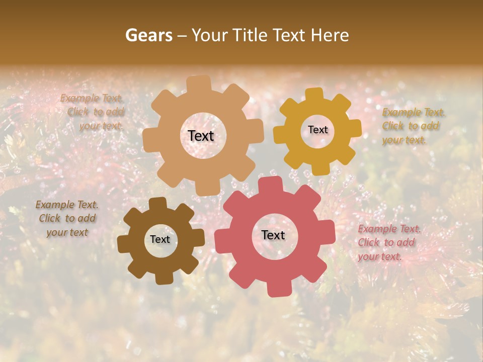 Sundew (Drosera Rotundifolia) Close-Up In Sunny Summer Day PowerPoint Template