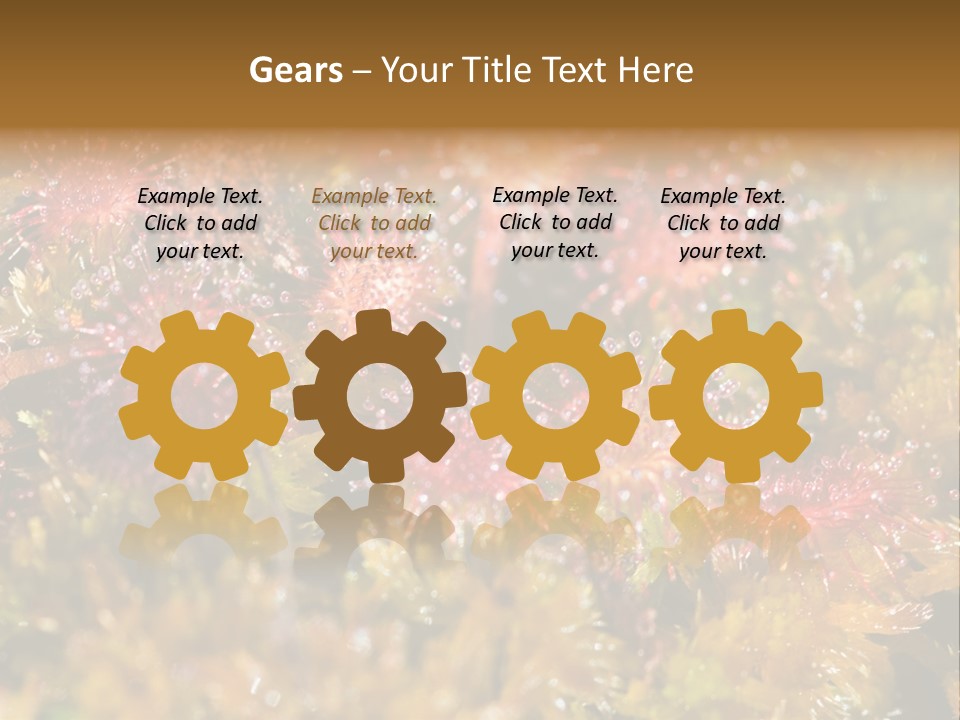 Sundew (Drosera Rotundifolia) Close-Up In Sunny Summer Day PowerPoint Template