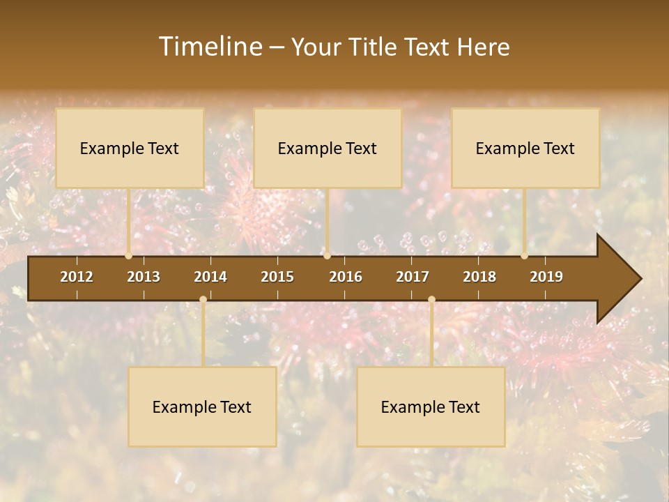 Sundew (Drosera Rotundifolia) Close-Up In Sunny Summer Day PowerPoint Template