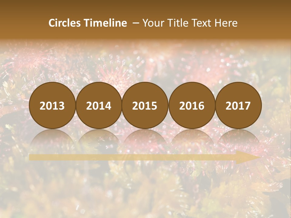 Sundew (Drosera Rotundifolia) Close-Up In Sunny Summer Day PowerPoint Template