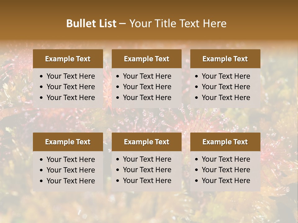 Sundew (Drosera Rotundifolia) Close-Up In Sunny Summer Day PowerPoint Template