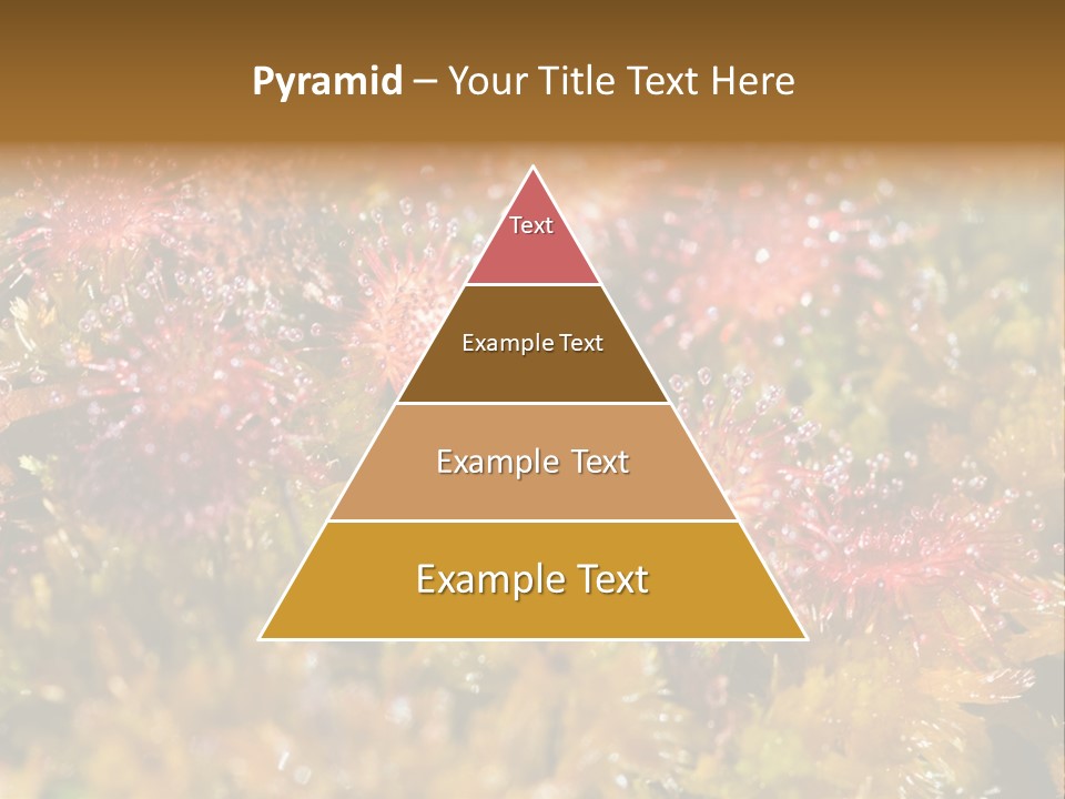 Sundew (Drosera Rotundifolia) Close-Up In Sunny Summer Day PowerPoint Template