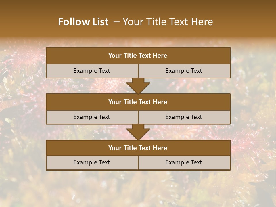 Sundew (Drosera Rotundifolia) Close-Up In Sunny Summer Day PowerPoint Template