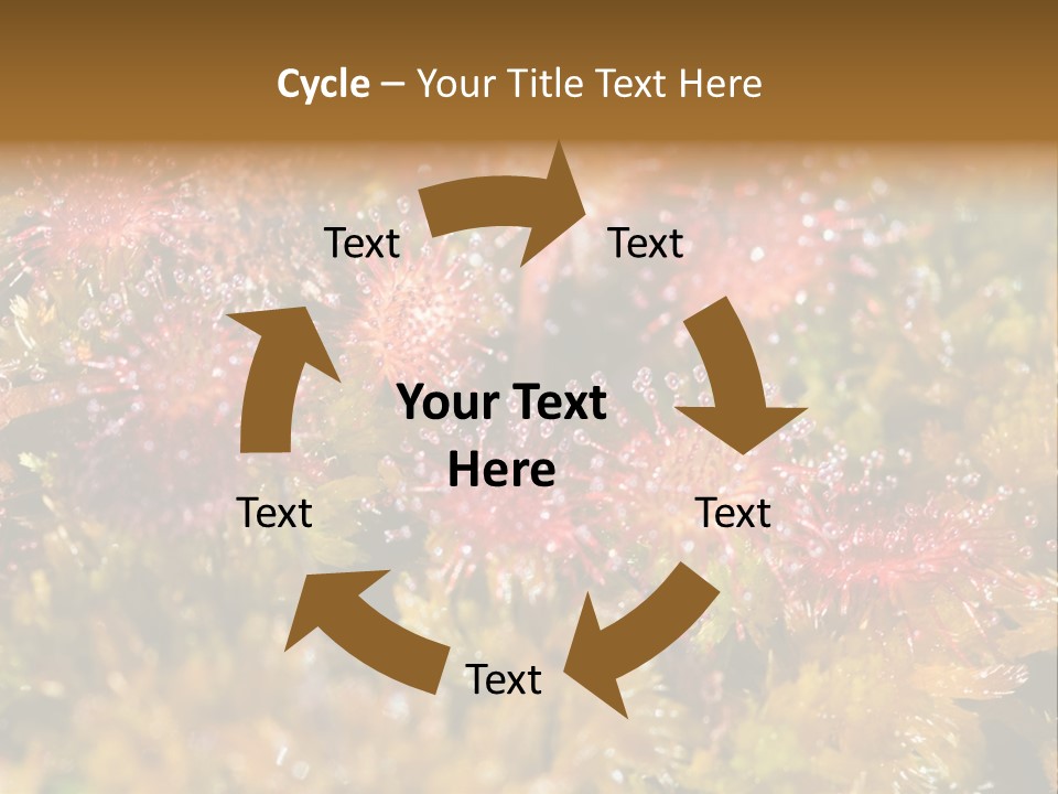 Sundew (Drosera Rotundifolia) Close-Up In Sunny Summer Day PowerPoint Template