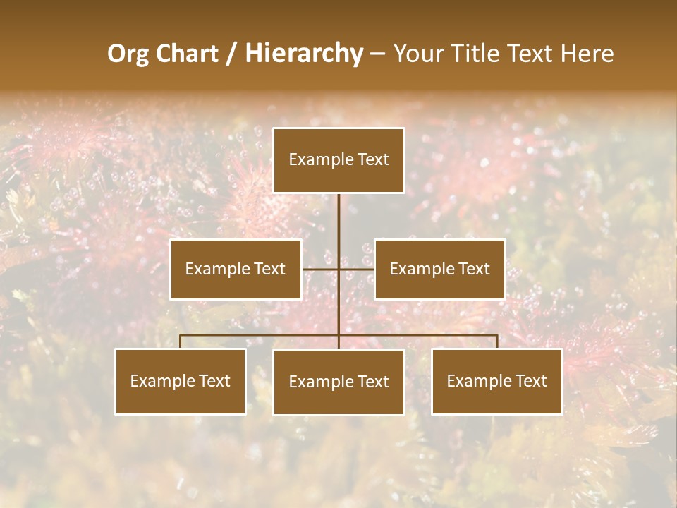 Sundew (Drosera Rotundifolia) Close-Up In Sunny Summer Day PowerPoint Template