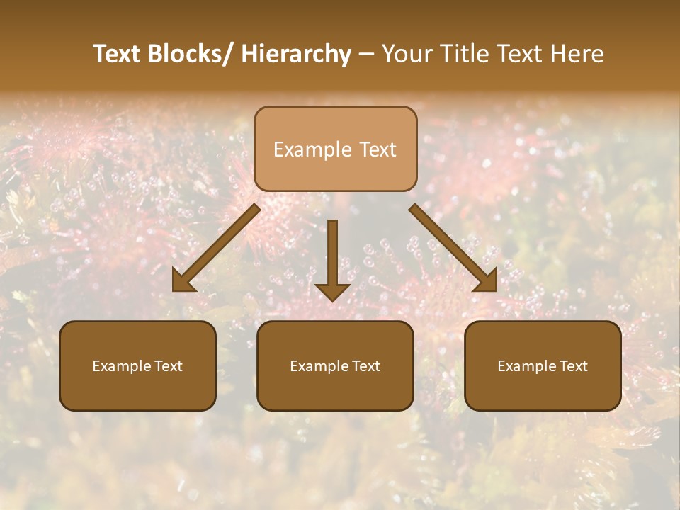 Sundew (Drosera Rotundifolia) Close-Up In Sunny Summer Day PowerPoint Template