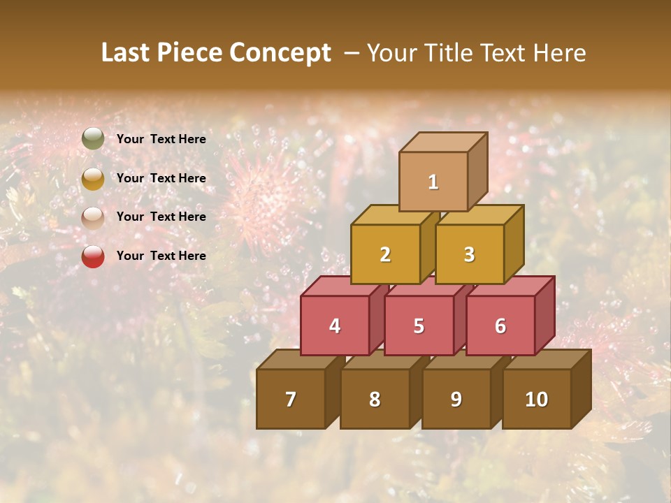 Sundew (Drosera Rotundifolia) Close-Up In Sunny Summer Day PowerPoint Template