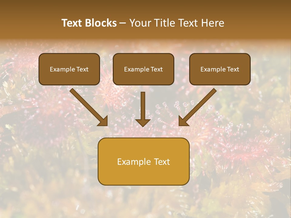 Sundew (Drosera Rotundifolia) Close-Up In Sunny Summer Day PowerPoint Template